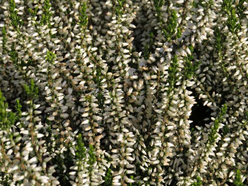 Calluna vulgaris Elisa