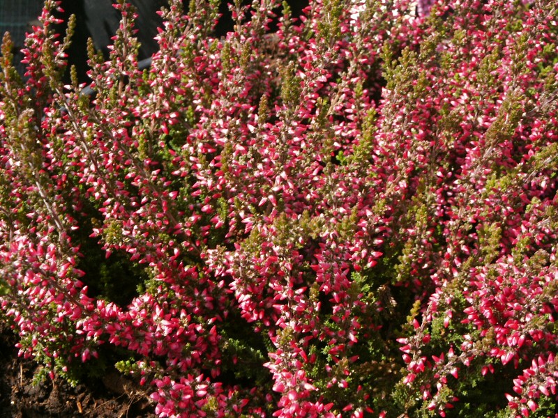 Calluna vulgaris Athene