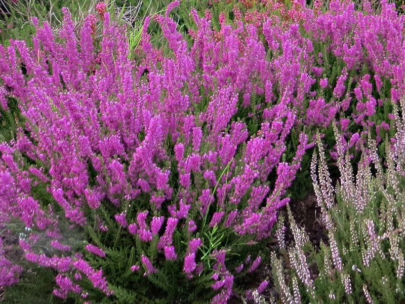 Calluna vulgaris Corbett´s Red
