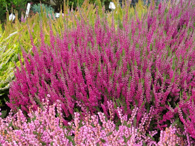 Calluna vulgaris Dark Star