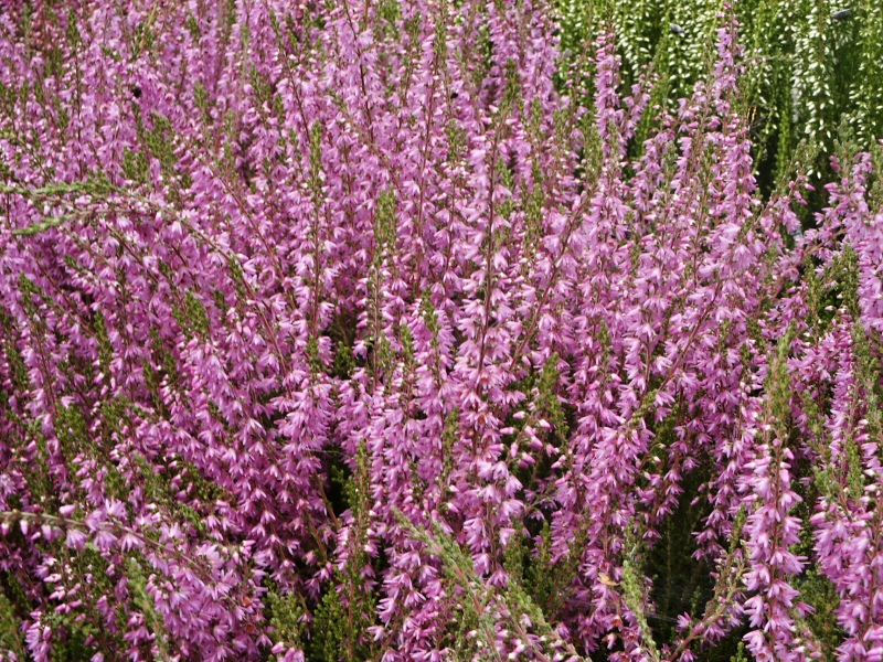 Calluna vulgaris Heidesinfonie