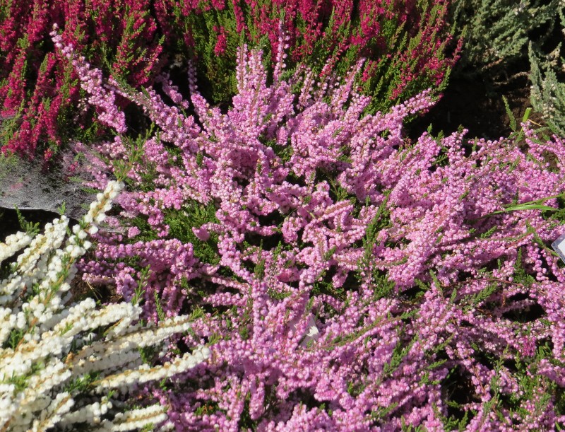 Calluna vulgaris Jimmy Dyce