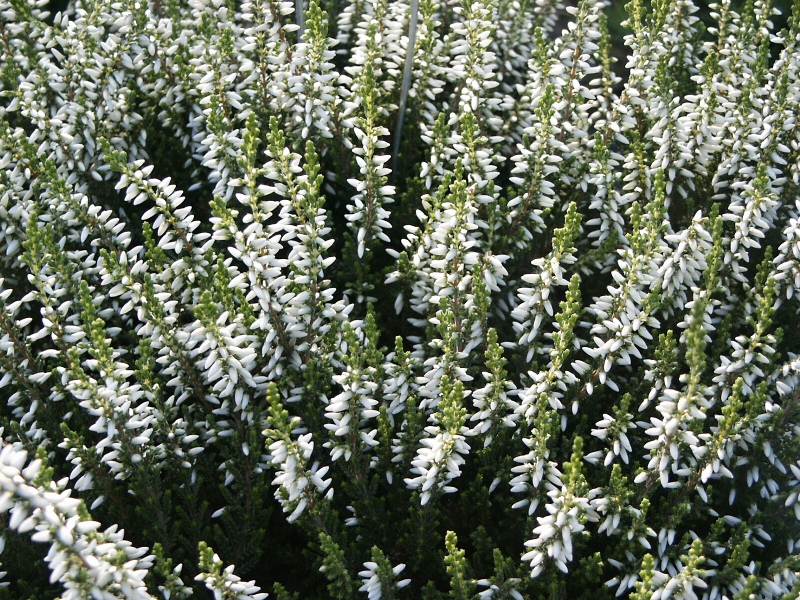 Calluna vulgaris Madonna