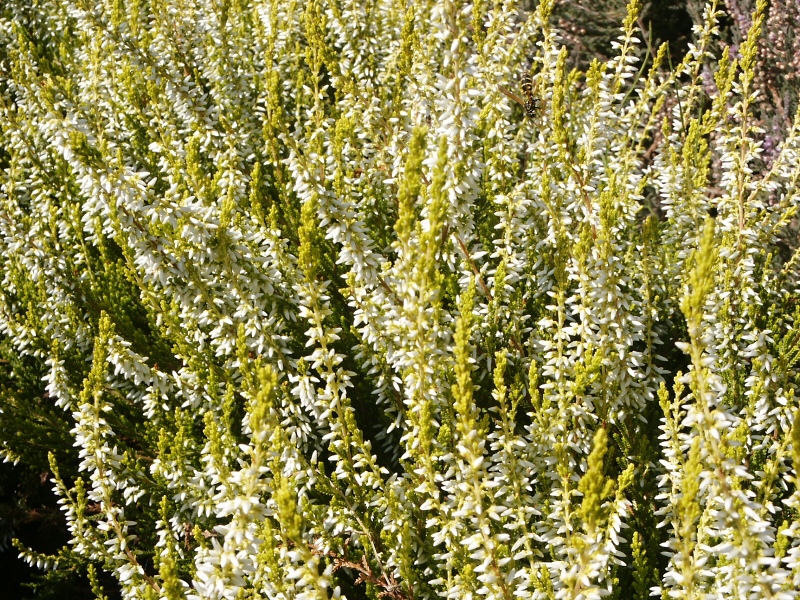 Calluna vulgaris Sandy