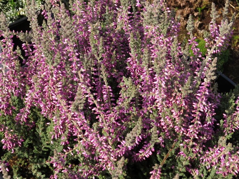 Calluna vulgaris Silvana