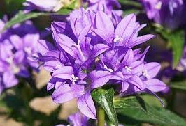 Campanula glomerata Acaulis