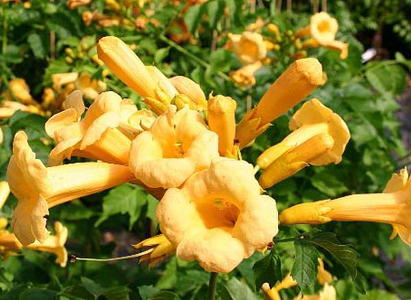 Campsis radicans Flava (syn. Yellow Trumpet)