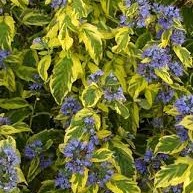 Caryopteris x clandonensis Summer Sorbet