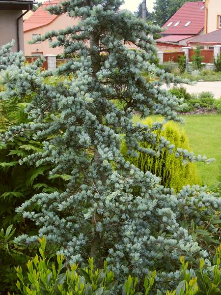 Cedrus atlantica Glauca (Cedrus libani var. atlantica glauca)