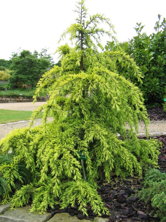 Cedrus deodara Golden Horizon