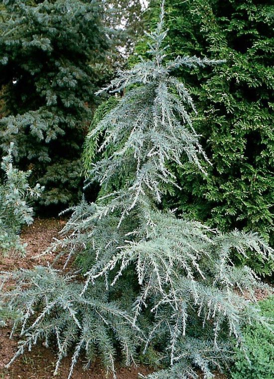 Cedrus deodara Karl Fuchs