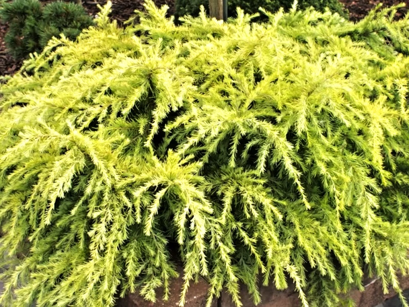 Cedrus deodara 'Lime Glow'