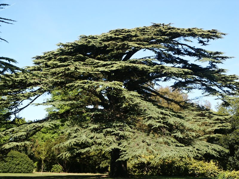 Cedrus libani