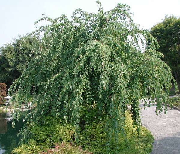 Cercidiphyllum japonicum Pendula
