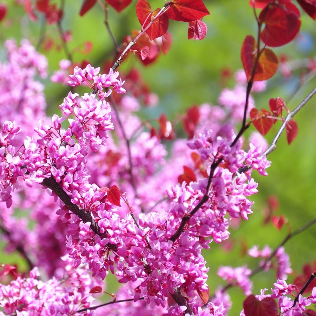 Cercis canadensis Forest Pansy