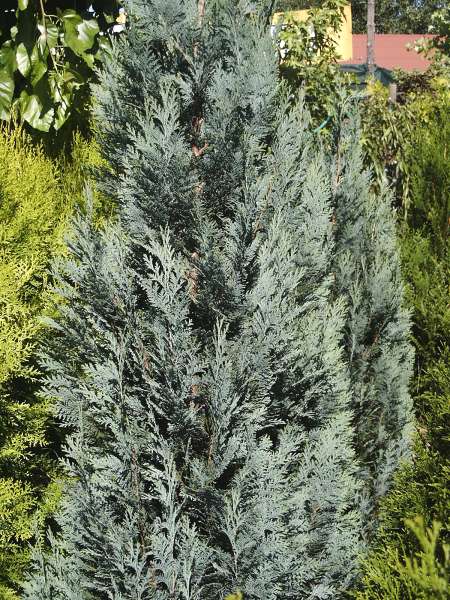 Chamaecyparis lawsoniana Columnaris