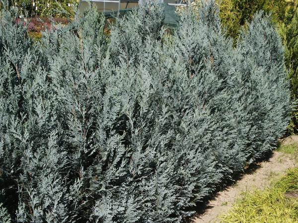 Chamaecyparis lawsoniana Van Pelt´s Blue