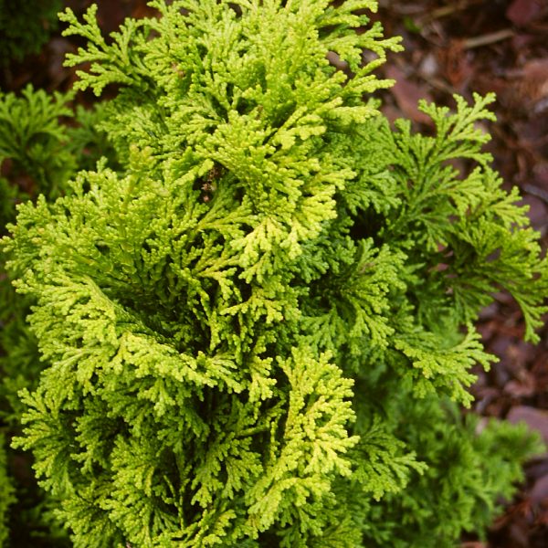 Chamaecyparis obtusa Aurora