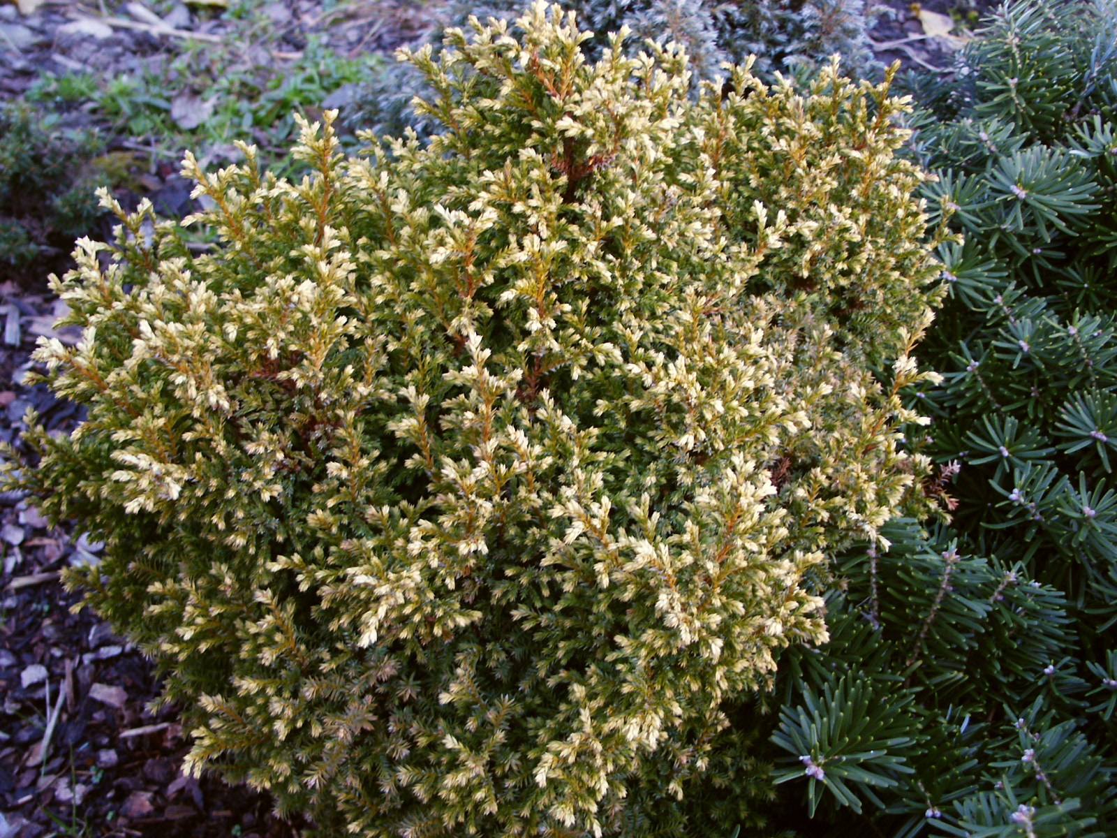Chamaecyparis pisifera Plumosa Compressa Aurea