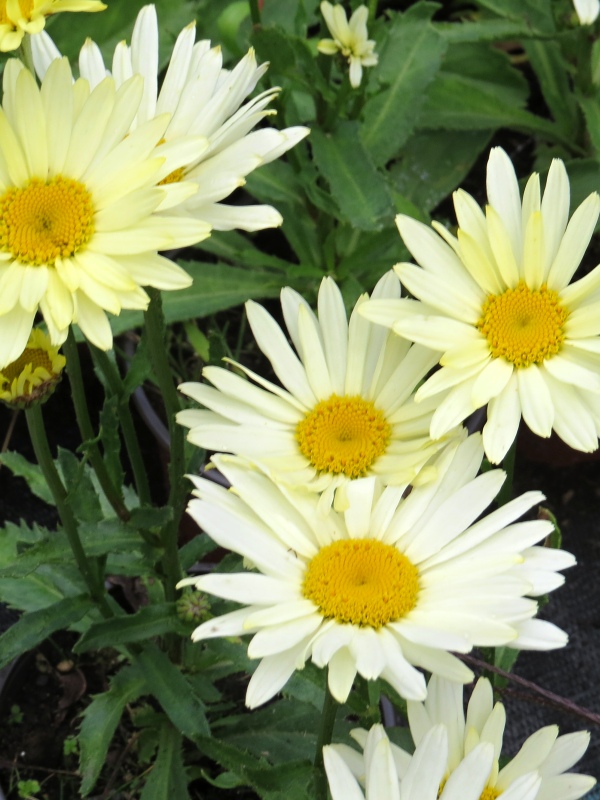 Leucanthemum maximum Banana Cream