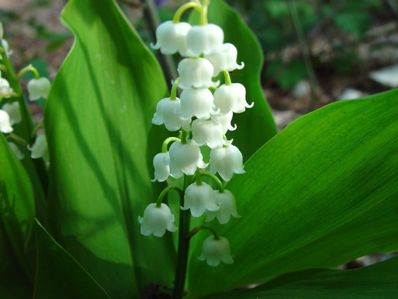 Convallaria majalis Doreen