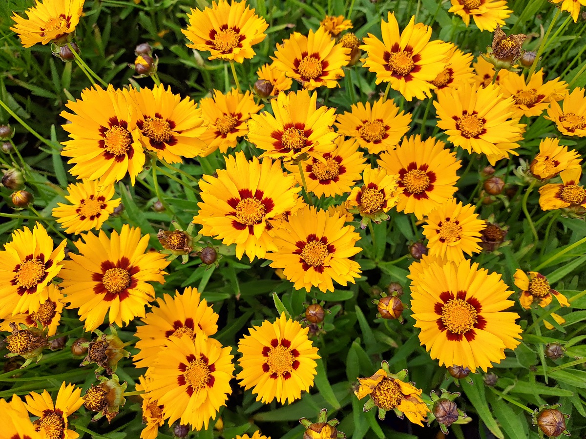 Coreopsis grandiflora Sunfire Yellow Red