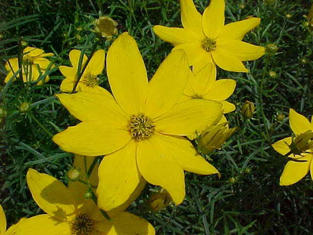 Coreopsis verticillata Zagreb