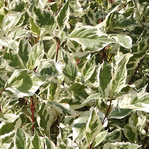 Cornus alba Elegantissima