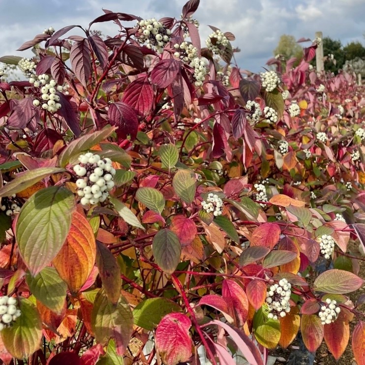 Cornus alba Sibirica (syn. Koralle, Westonbirt)