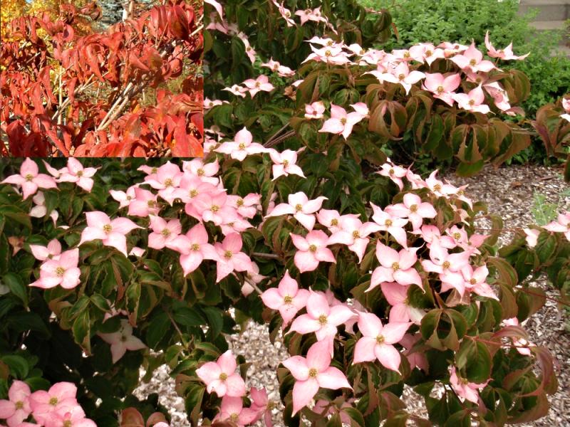 Cornus kousa Beni Fuji