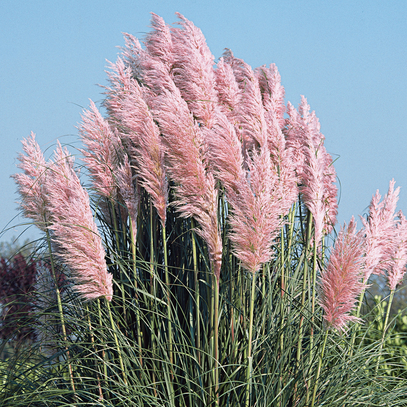 Cortaderia selloana Rose Plume