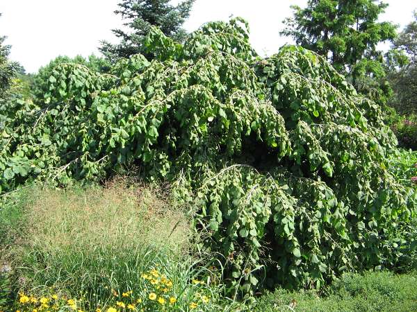 Corylus avellana Pendula