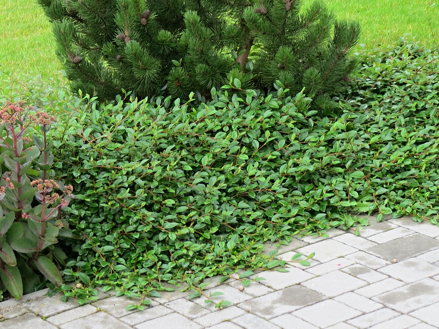 Cotoneaster dammeri Miranda