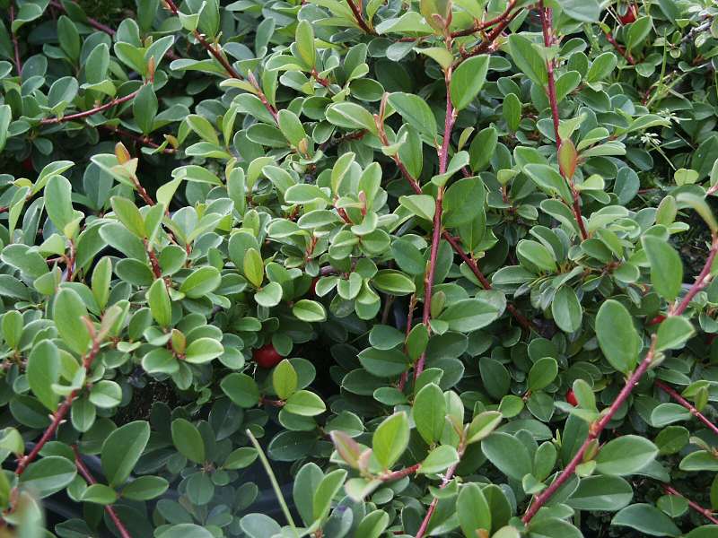 Cotoneaster dammeri Eichholz