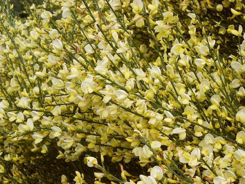 Cytisus x praecox Allgold