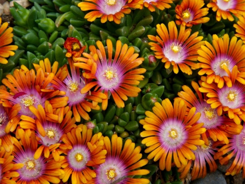 Delosperma Fireglow