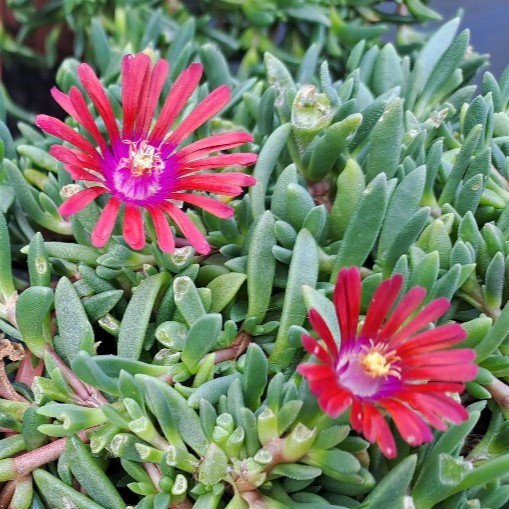 Delosperma x Sundela Red