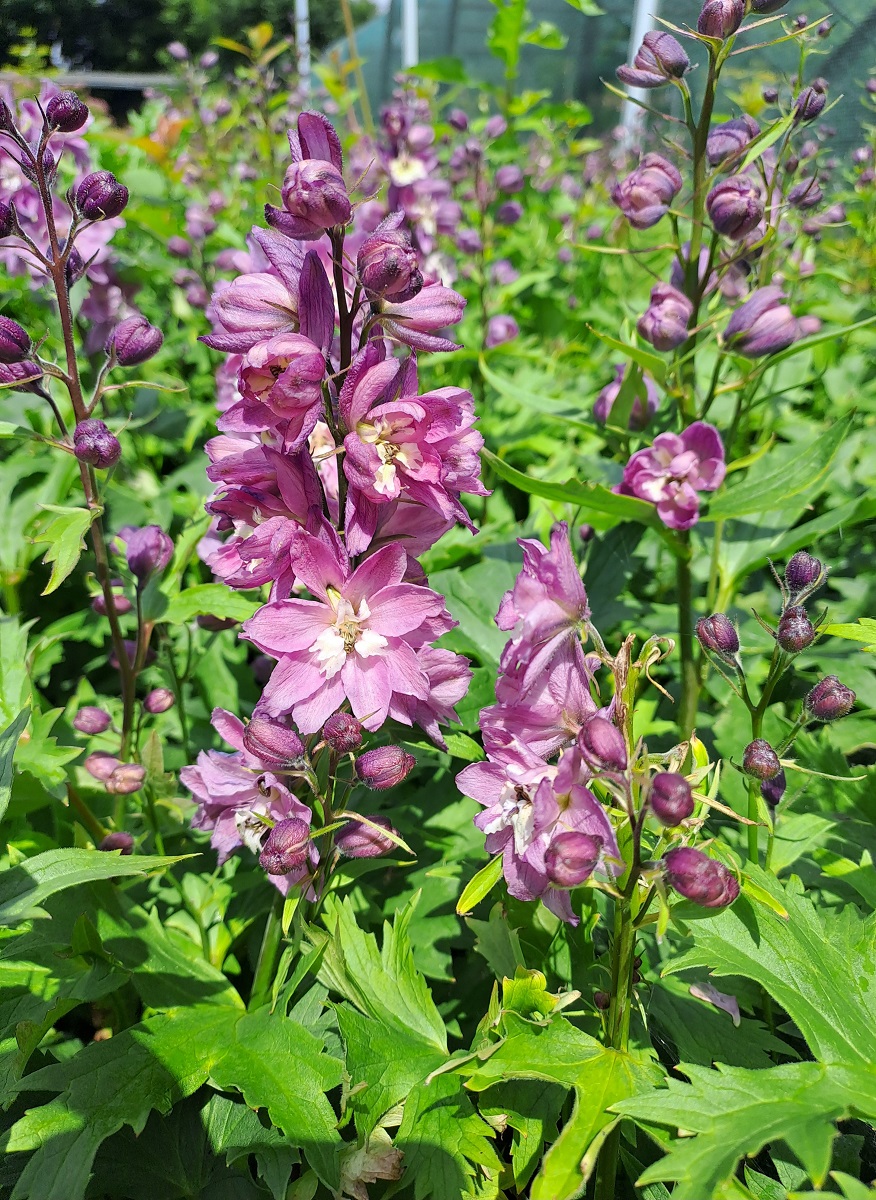 Delphinium elatum Delphina Pink White Bee
