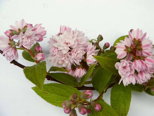 Deutzia x hybrida Pink Pom-pom