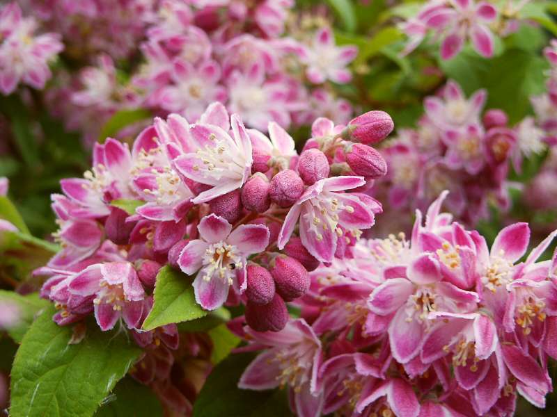 Deutzia x hybrida Strawberry Fields