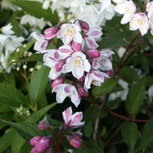 Deutzia x kalmiiflora
