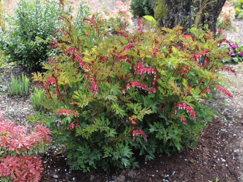 Dicentra spectabilis