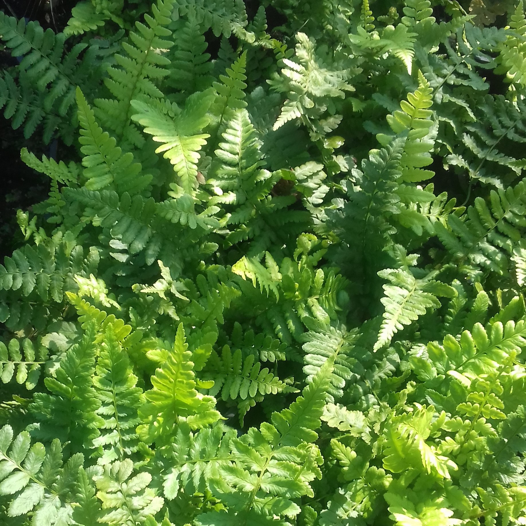Dryopteris affinis Pinderi