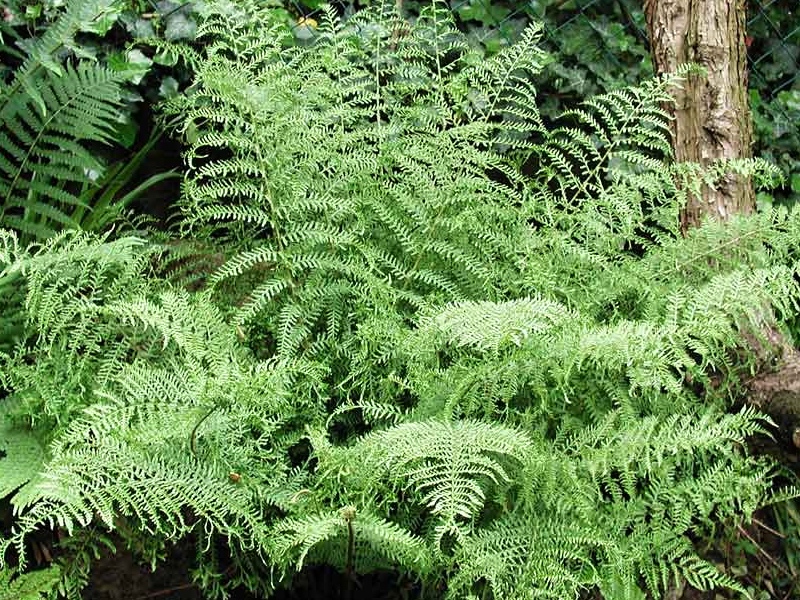 Dryopteris filix mas Linearis Polydactylis