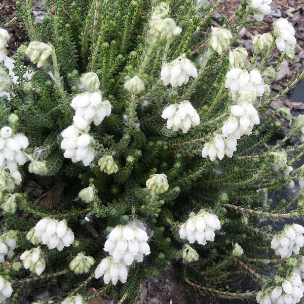 Erica tetralix Alba
