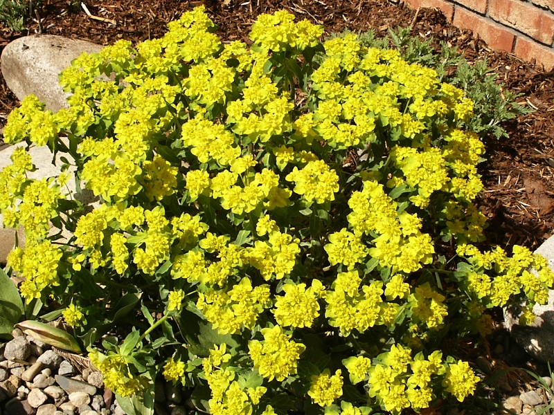 Euphorbia polychroma