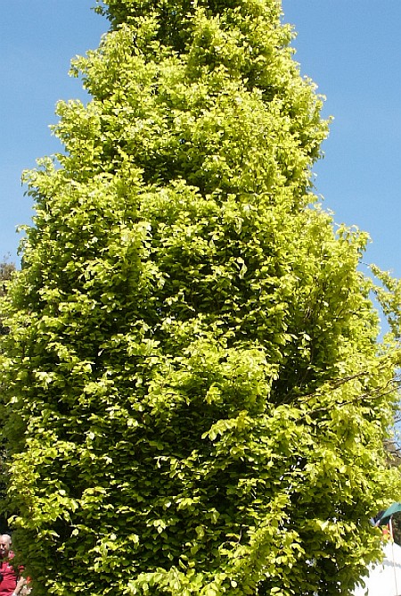 Fagus sylvatica Dawyck Gold