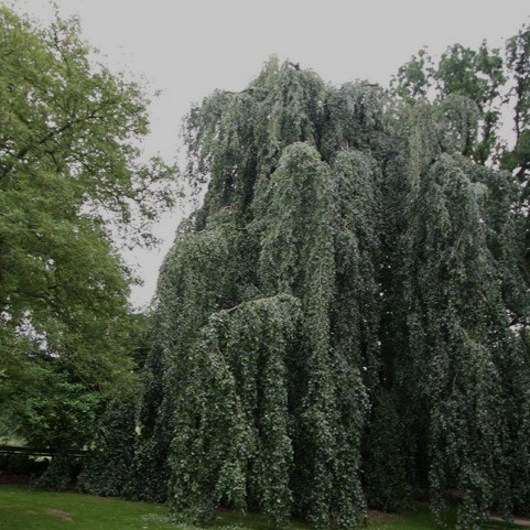Fagus sylvatica  Pendula