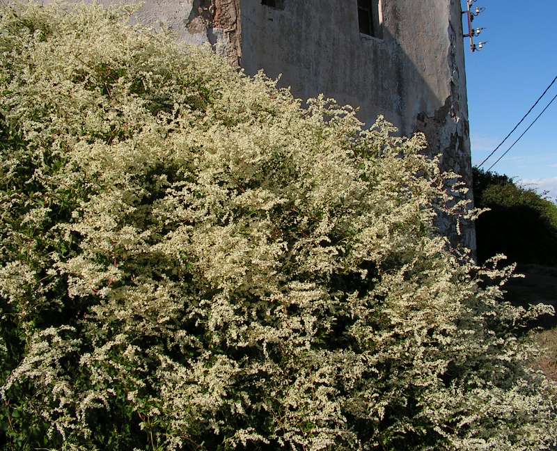 Polygonum aubertii (syn. Falopia baldschuanica, F. aubertii)