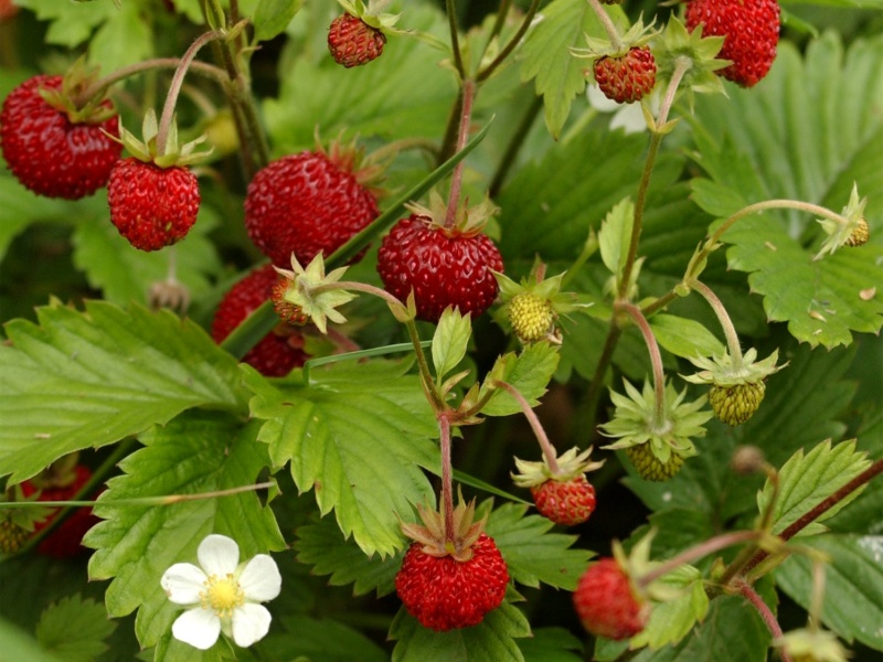 Fragaria vesca Andy Falls